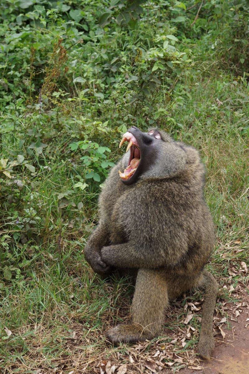 Baboon showing teeth