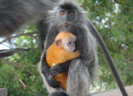 grey monkey holding orange colored infant monkey