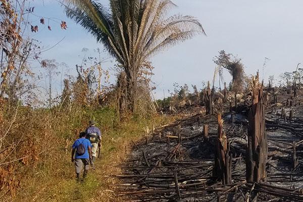 A photo showing two fieldworkers walking alongside a burnt agricultural field in the Belizean jungle