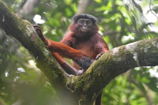 photo of a red colobus monkey perched on a tree branch