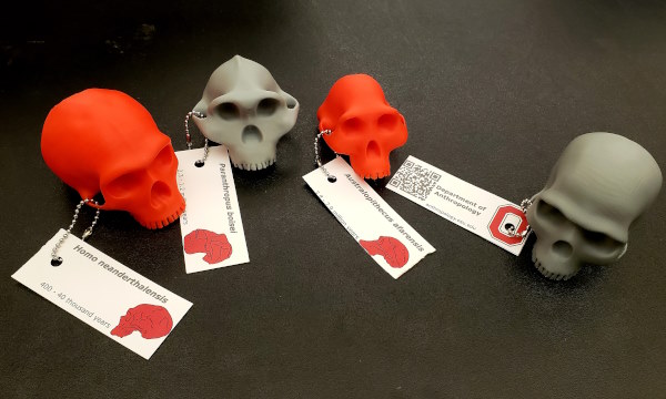 3D printed skulls of human ancestors in scarlet and grey