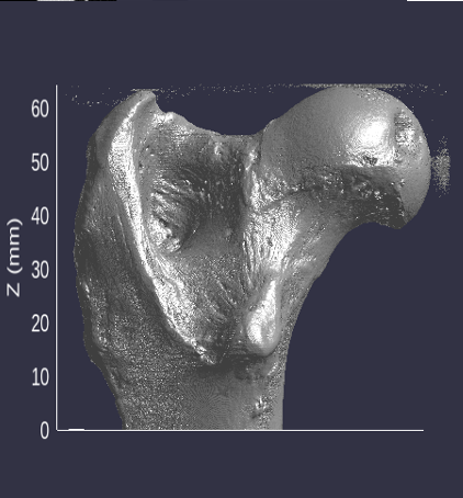 This image depicts the surface rendering of the proximal femur of a Russian silver fox.