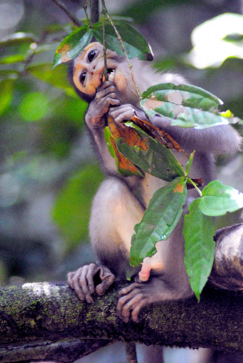 Diana Monkey in Tai National Forest