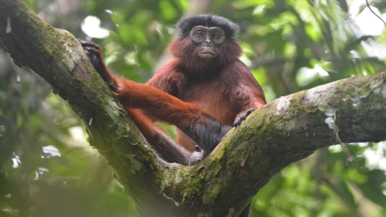 a red colobus monkey perched on a tree branch