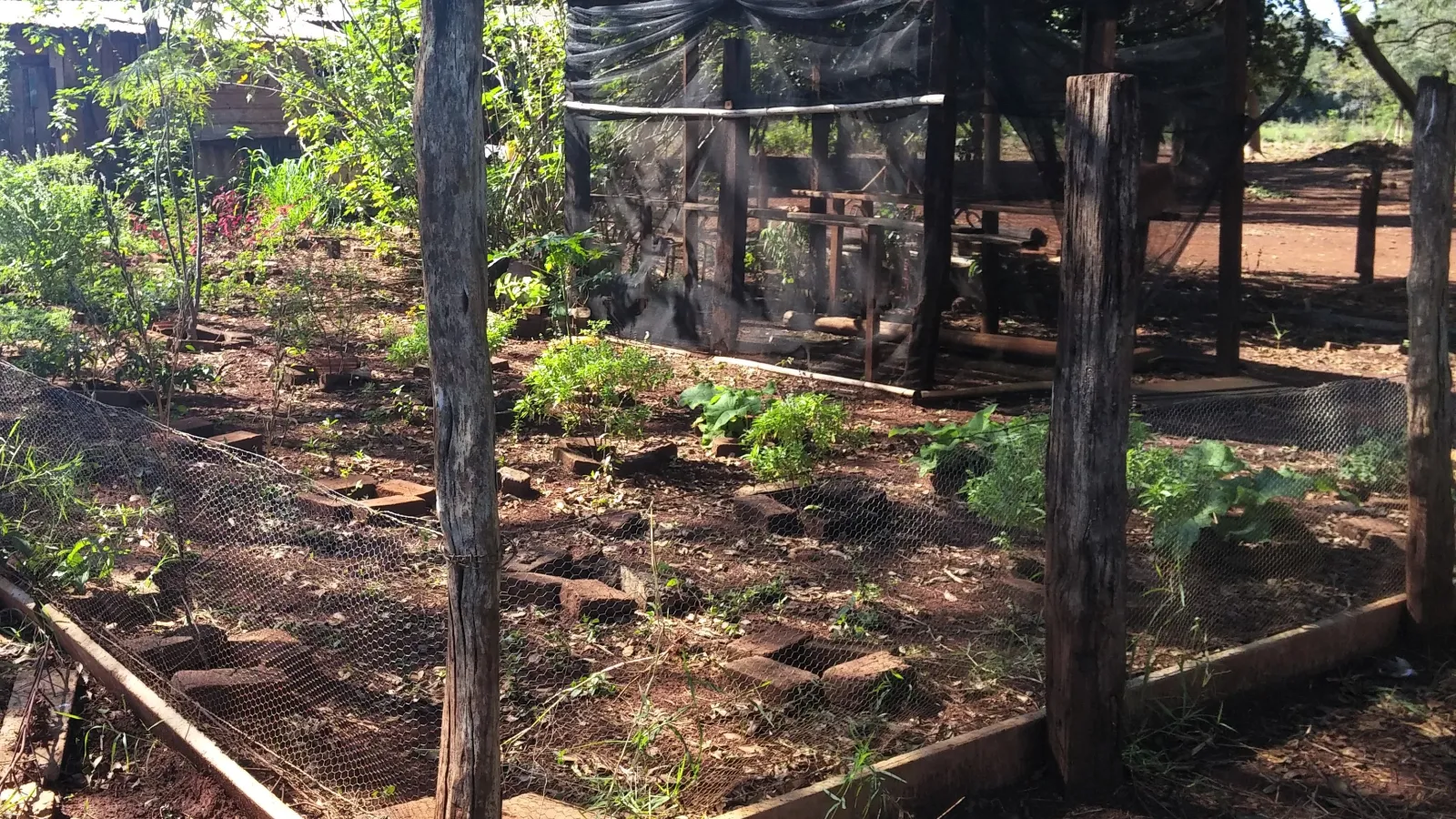 A medicinal garden at Dr. Castilho da Silva's fieldsite: Dourados Indigenous Reserve