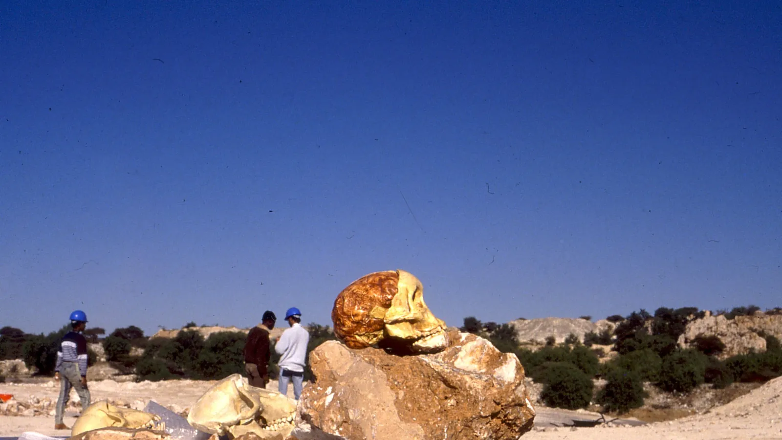 The skull of the Taung Child on top of a brown rock with a clear blue sky in the background