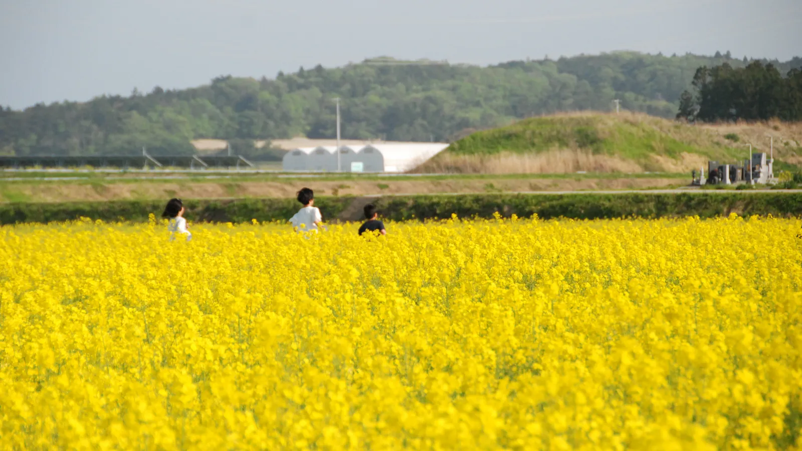 three children facing away from the camera walking through a field of yellow flowers