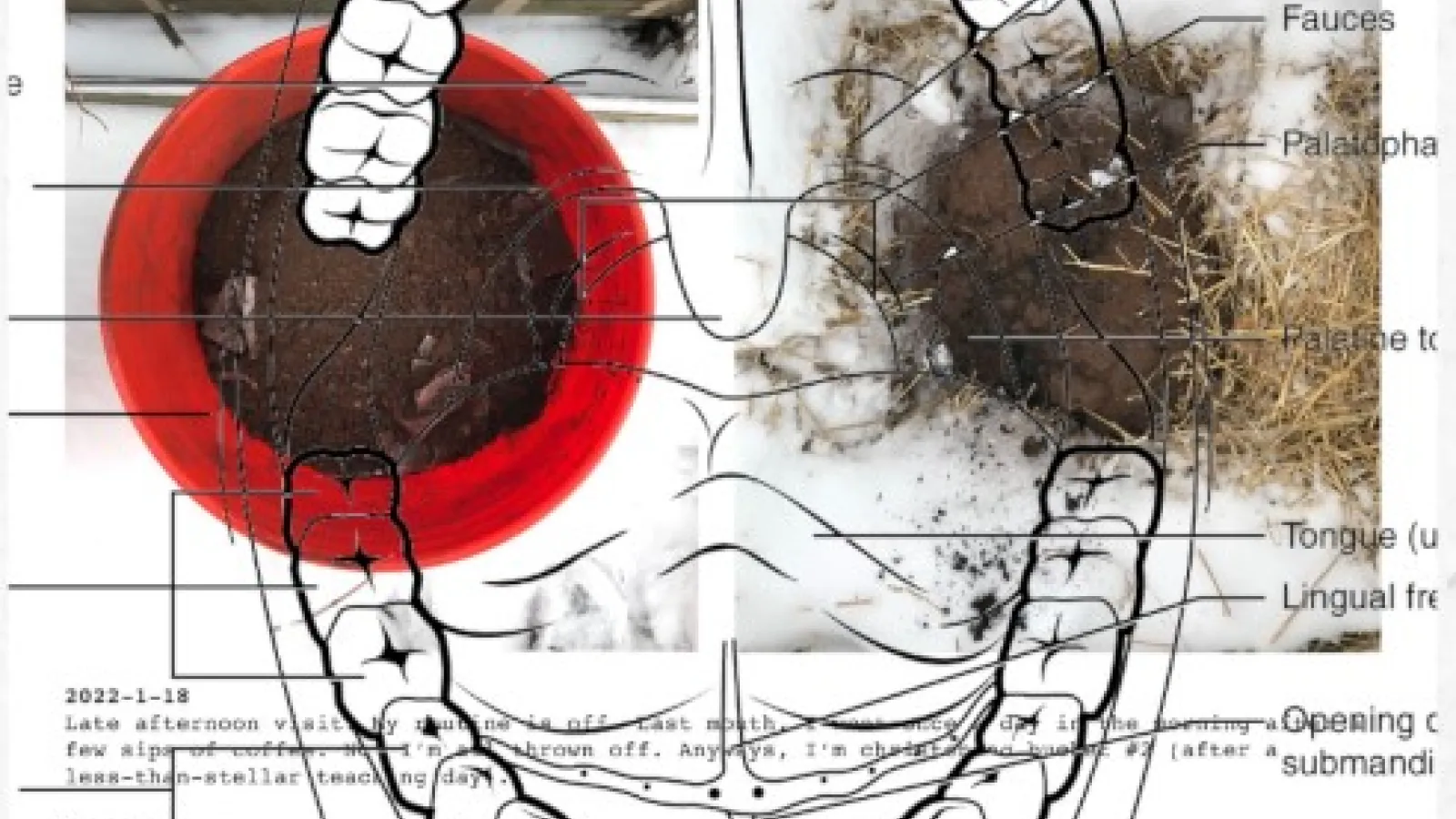 Line drawing of open human mouth with teeth and tongue superimposed over text