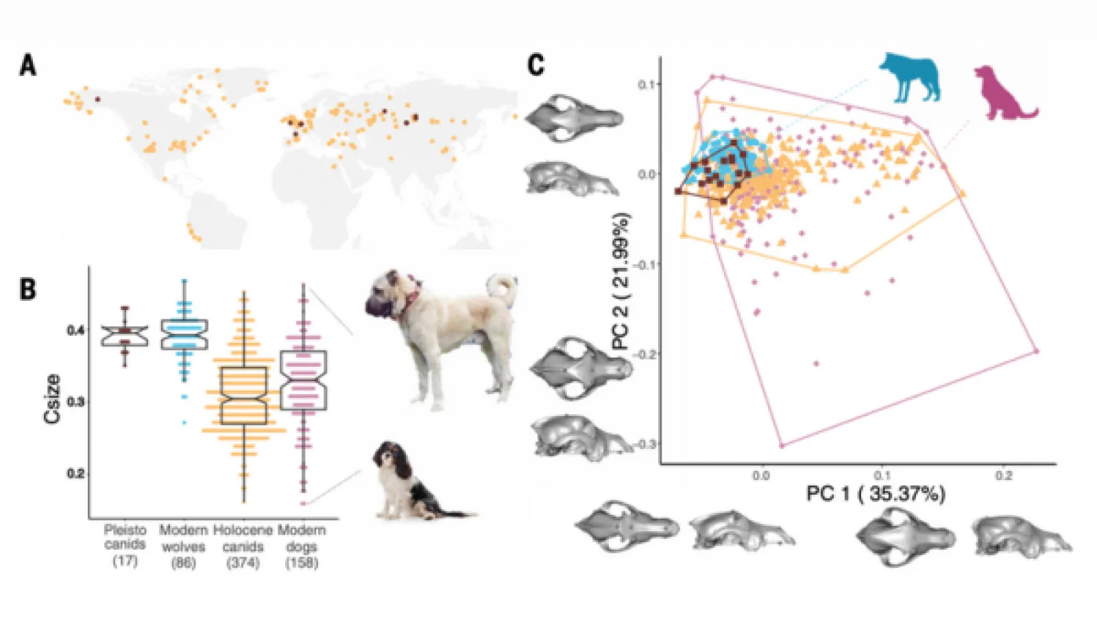 A graph of various dogs and scientific comparisons of their morphology