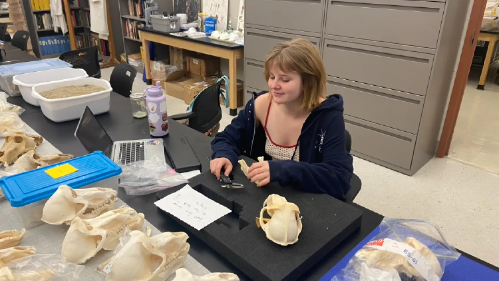 A young woman with light brown hair sitting in a lab looking at primate skulls