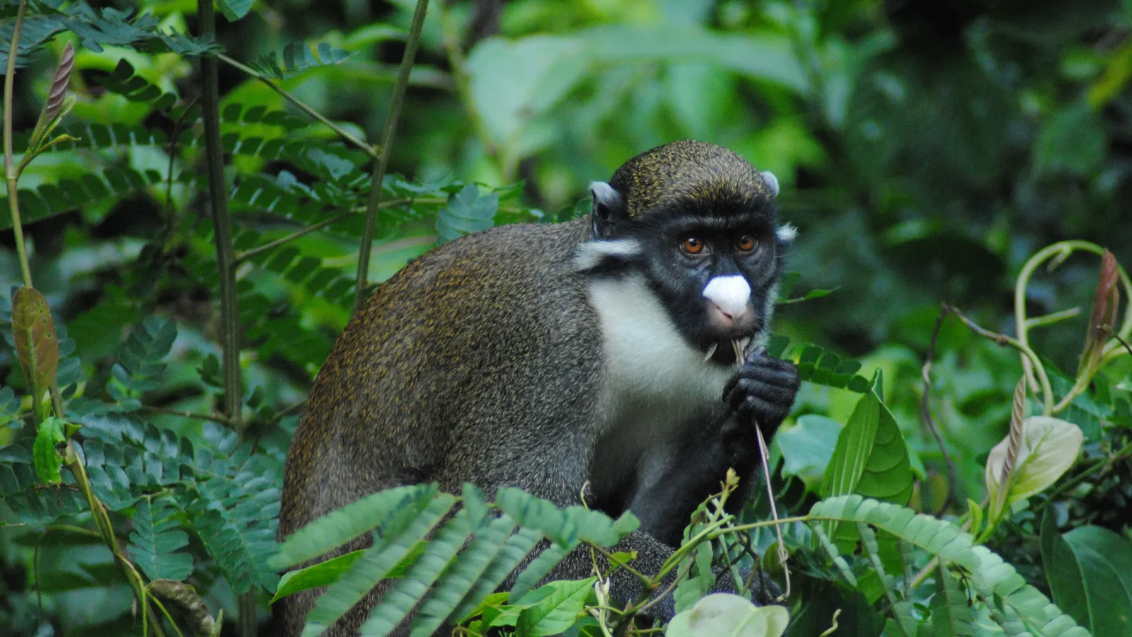 A small brown/gray primate with a white beard, and a white mark on their nose