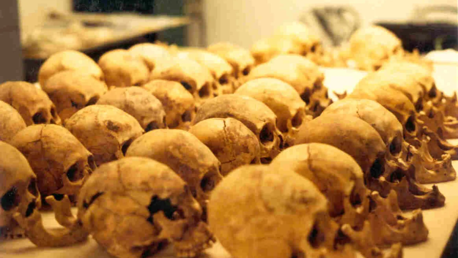 Rows of skulls on a table