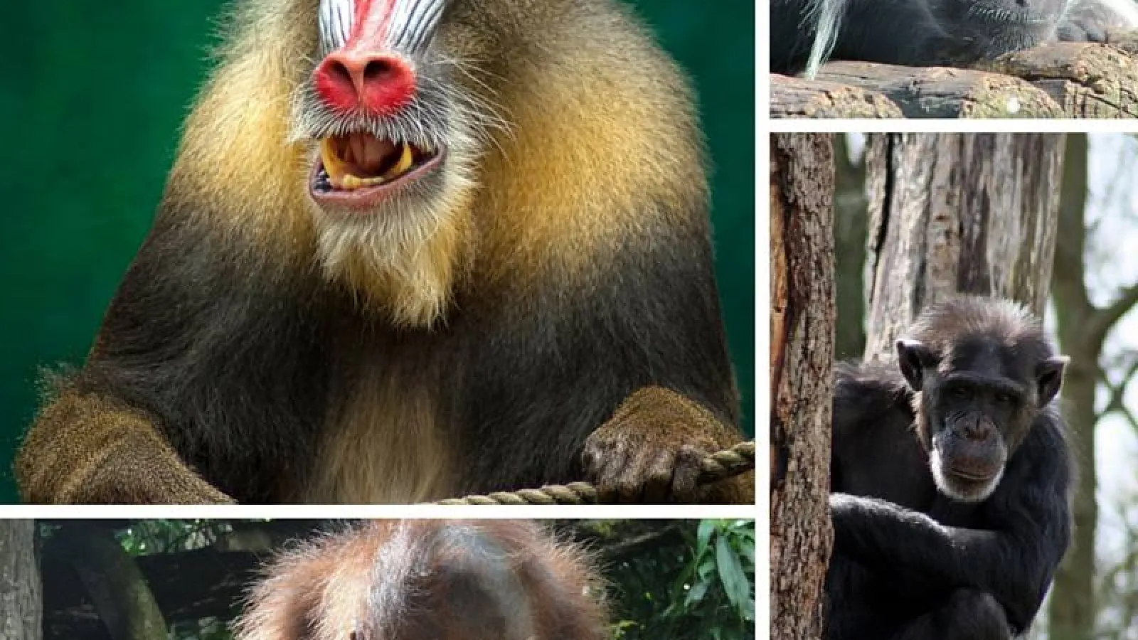 Collage of primates