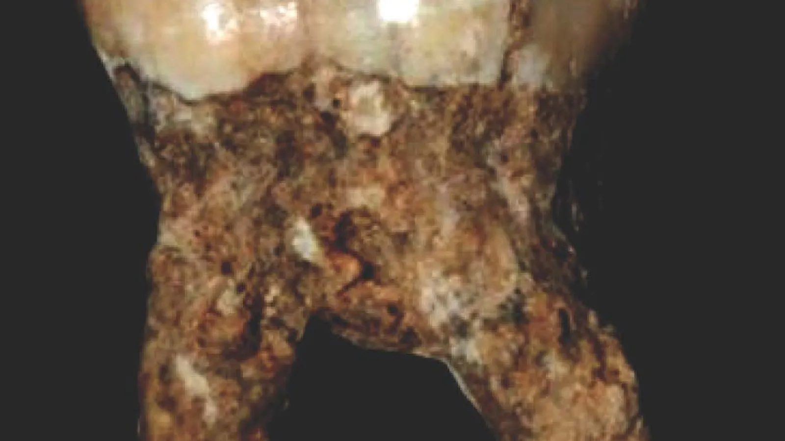 Fossil tooth