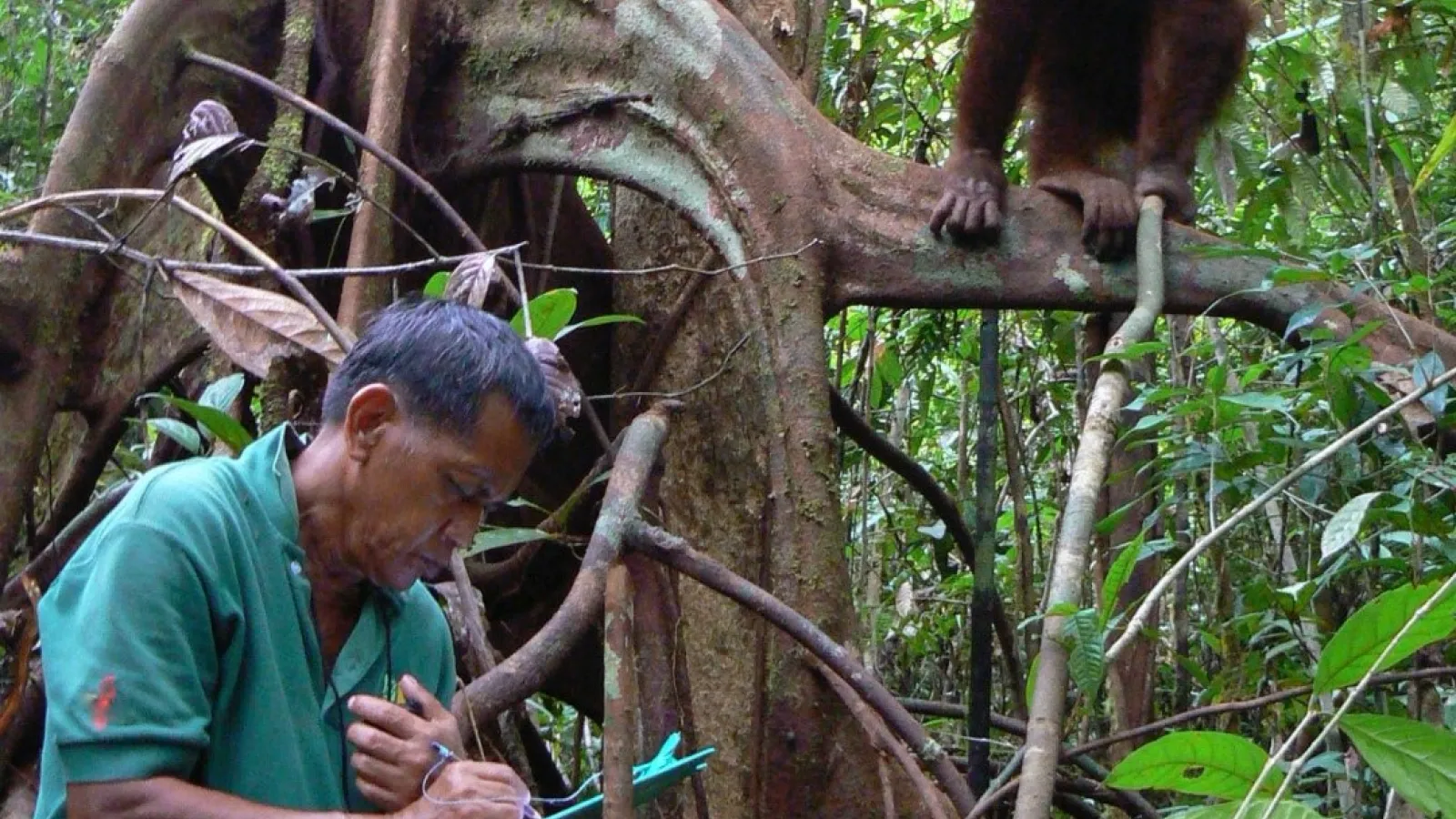 Juno Parrenas in the field studying apes