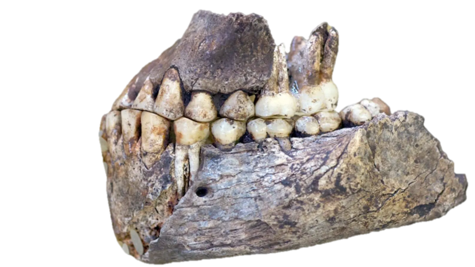 a Homo naledi jaw