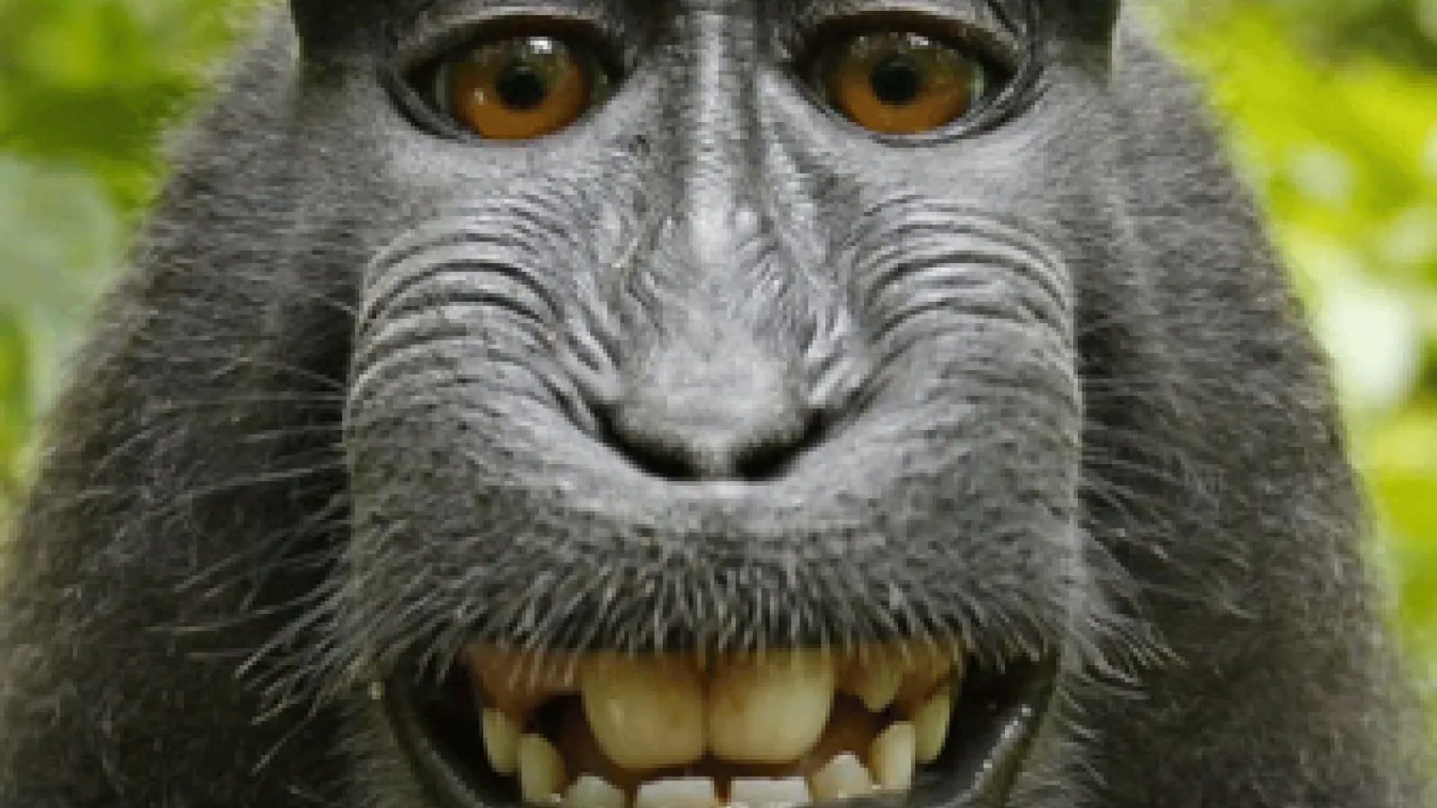 Smiling ape