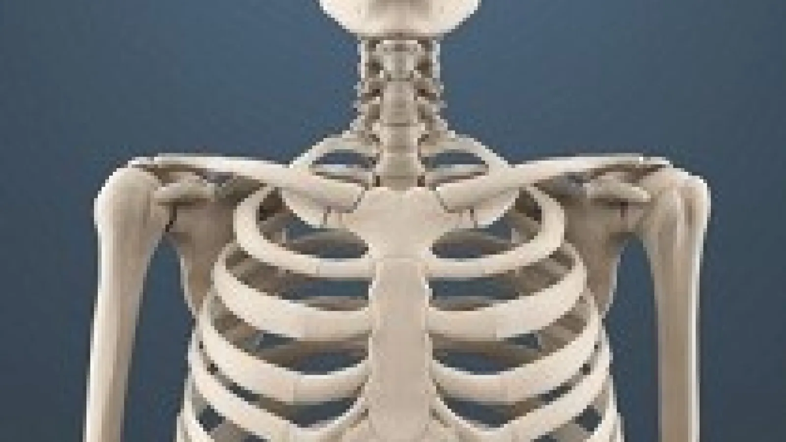 Human Skeleton