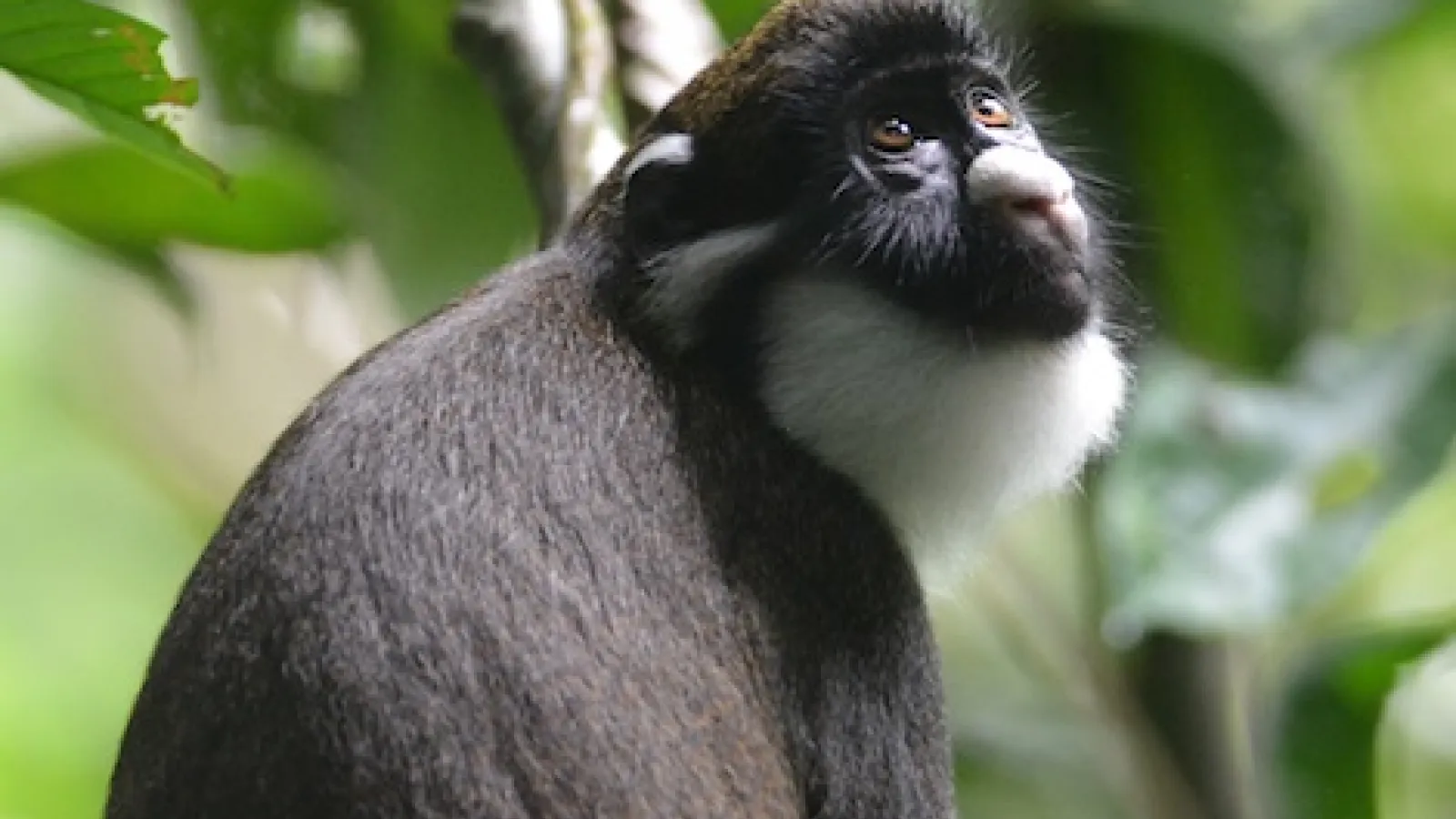 Studying primate behavior