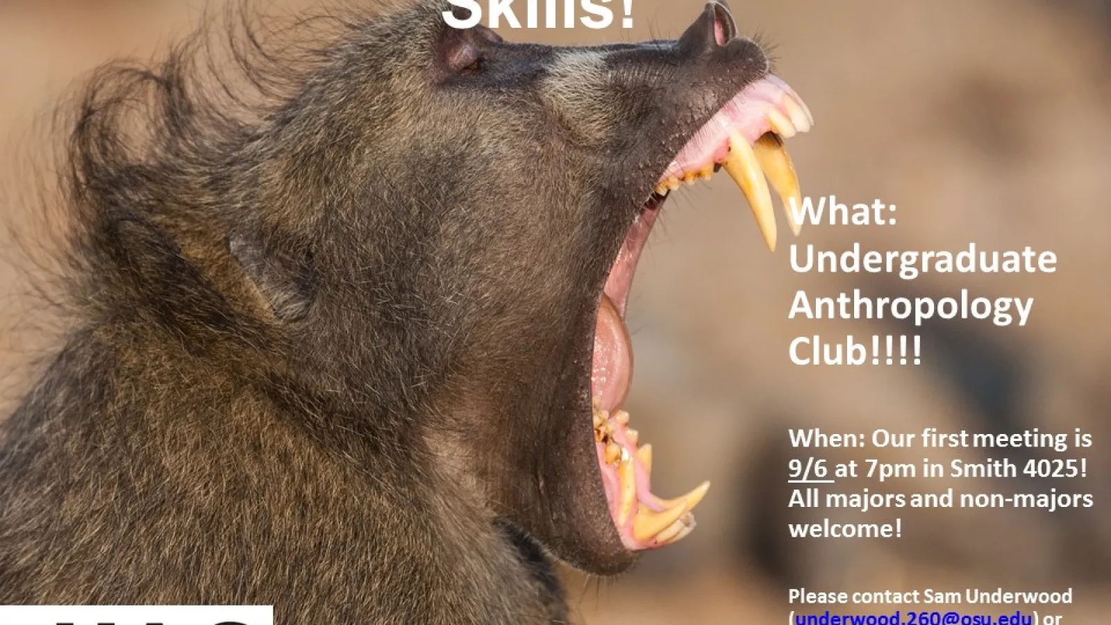 Yawning Baboon
