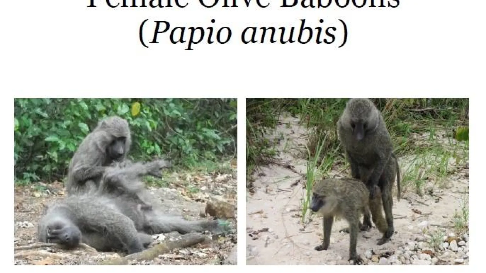 Baboon image