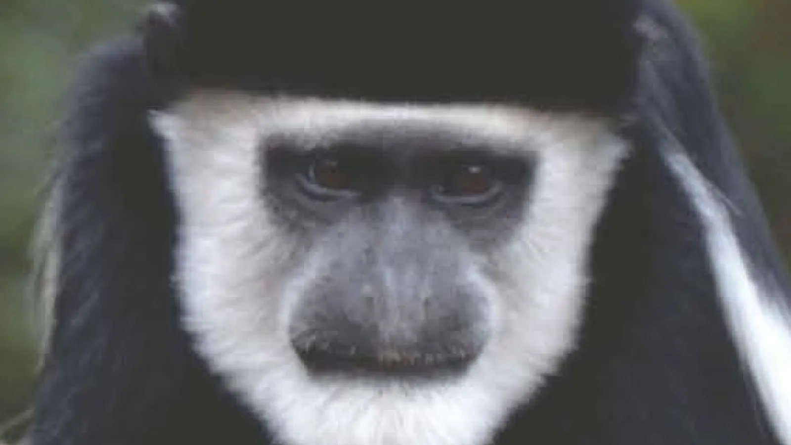 Face of a colobus monkey