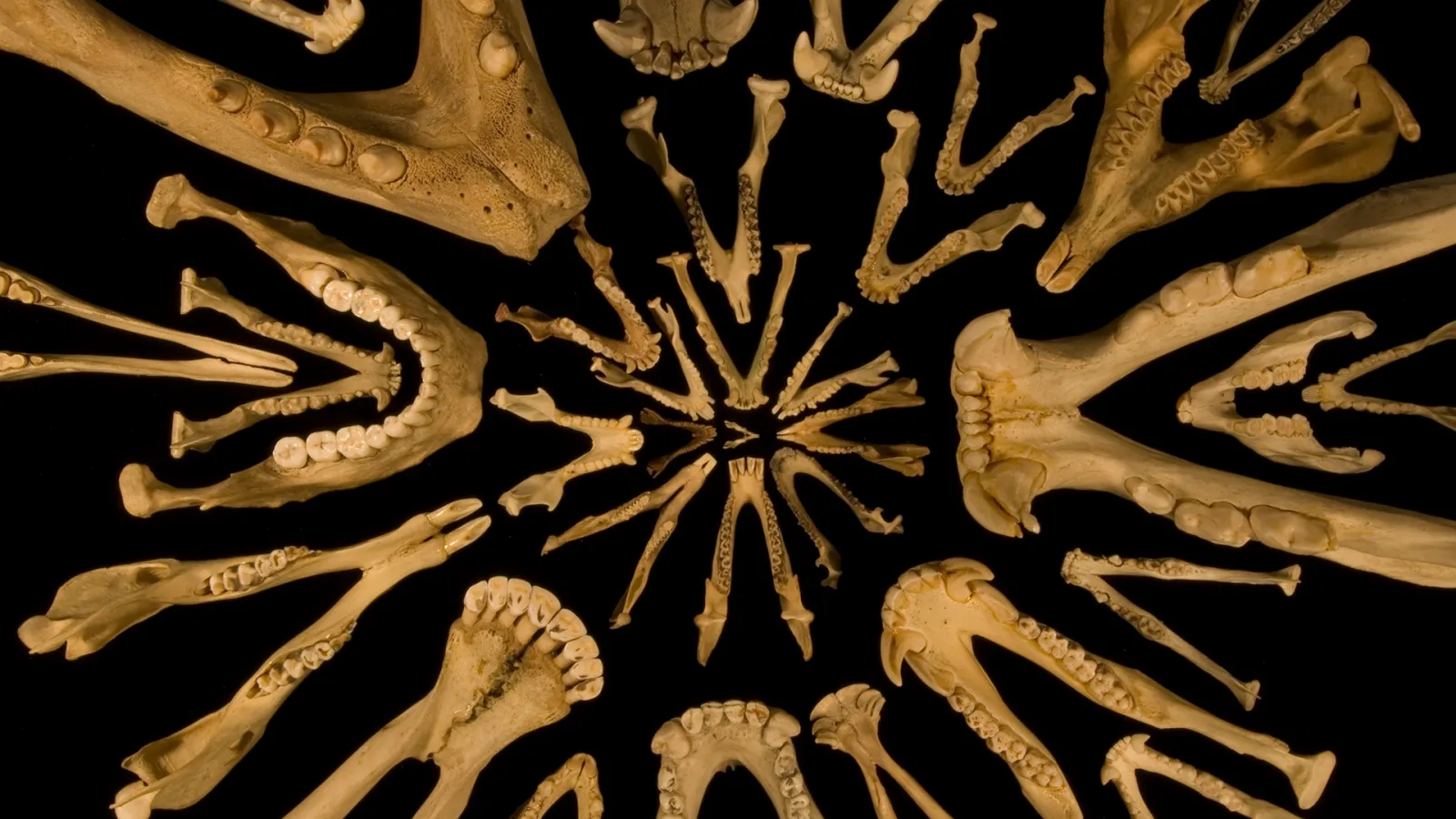 Mammalian Mandibles