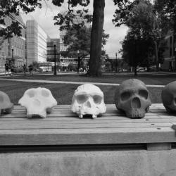 3D skulls in black and white. 3D skulls in black and white.