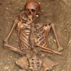 Head and upper torso of skeleton Head and upper torso of skeleton