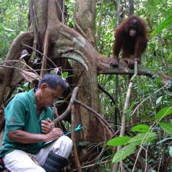 Juno Parrenas in the field studying apes Juno Parrenas in the field studying apes