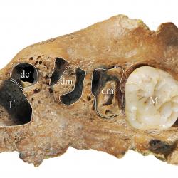 Original Xujiayao fossil of teeth Original Xujiayao fossil of teeth