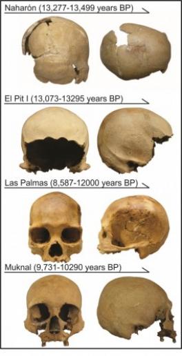 Picture of the four skulls discussed in the text.