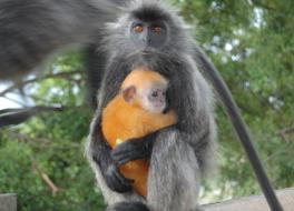 silvered langur silvered langur