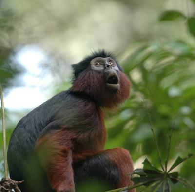 Red and black monkey sitting in a tree