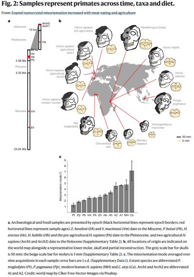 Figure showing the primate and hominin samples analyzed in the study across time, geography, and species.