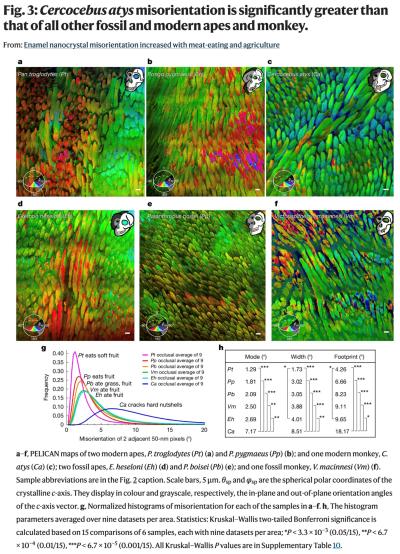 Figure comparing enamel nanocrystal orientation patterns in modern and fossil primates.