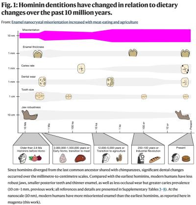 Infographic showing how hominin dentition changed over the past 10 million years with diets