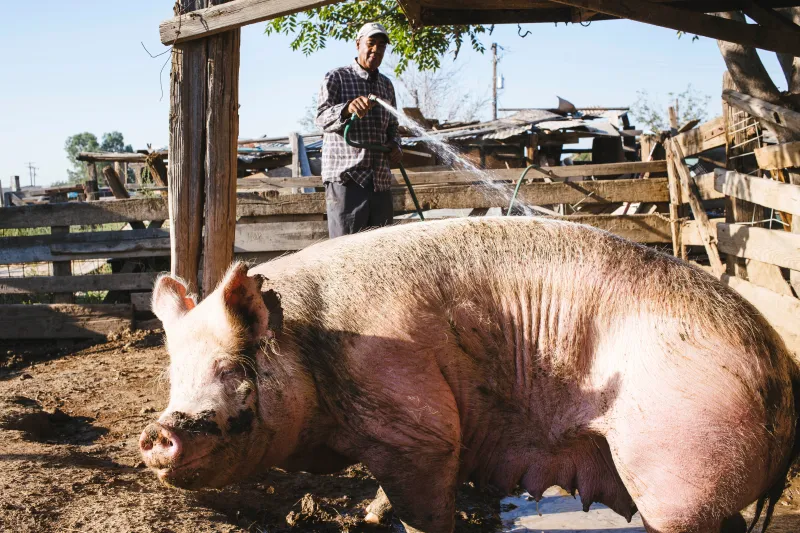 Hog with farmer in background spraying water
