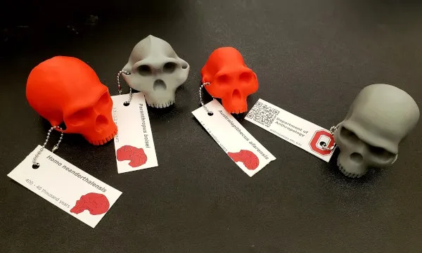 3D printed skulls of human ancestors in scarlet and grey 