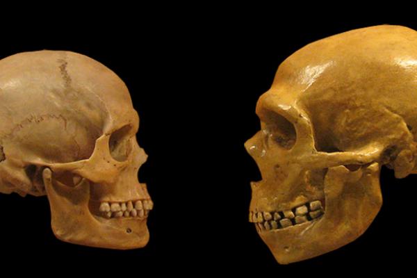 Two skulls, one human (left) and one Neanderthal (right) facing each other