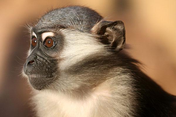 A photograph of a mangabey