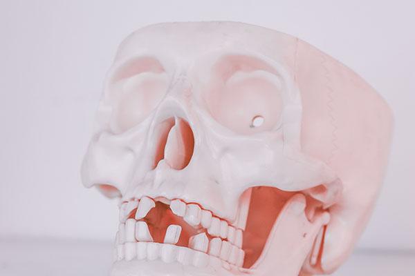 An image of a human skull model