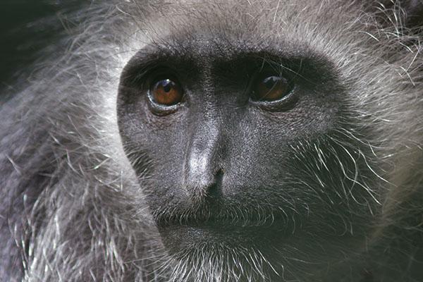 An image of a King Colobus monkey