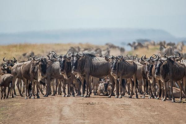 A photo showing a herd of wildebeests on the African savannah