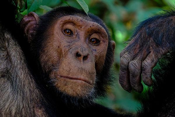 A photograph showing a chimpanzee sitting in the forest