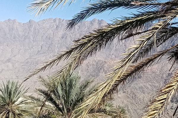 An image of palm trees with desert mountains in the background