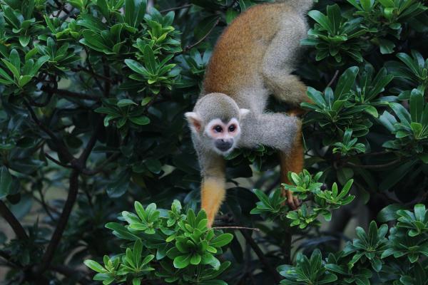 Spider monkey in a tree