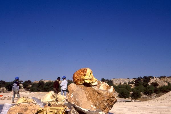The skull of the Taung Child on top of a brown rock with a clear blue sky in the background
