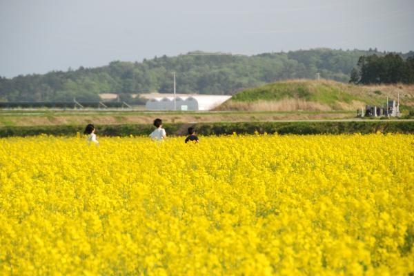 three children facing away from the camera walking through a field of yellow flowers