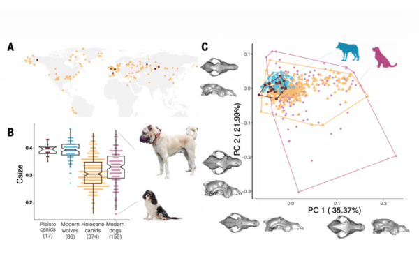 A graph of various dogs and scientific comparisons of their morphology